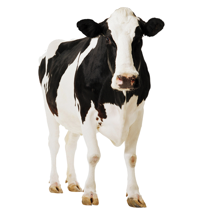 Favpng Holstein-friesian-cattle-standee-cardboard-poster-paperboard